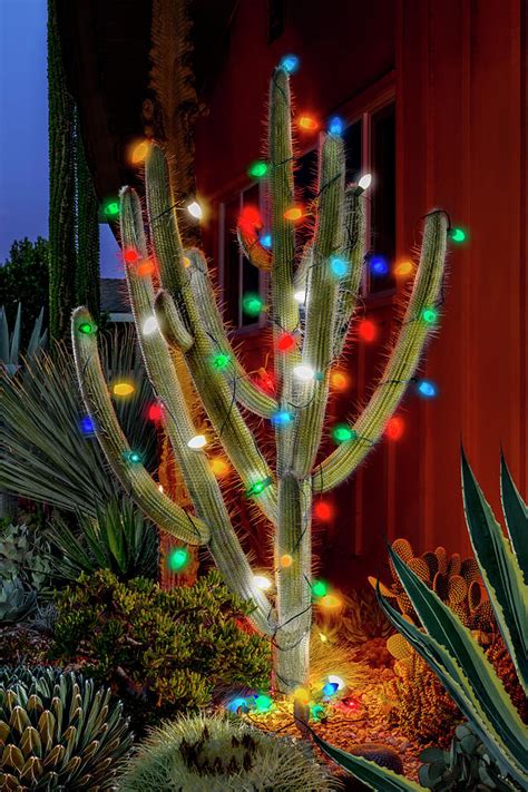You probably have a thanksgiving cactus! Christmas Cactus Photograph by Kelley King