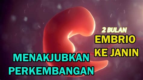 Perkembangan Janin 2 Bulan Dari Embrio Menjadi Janin Youtube