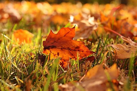 Leaves In Grass Autumn Red Dried Maple Leafs Grass Leaves Autumn