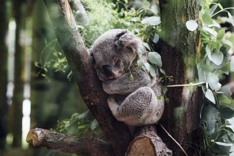 ¿cuánto Duerme Un Koala ¡descÚbrelo
