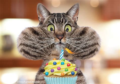 Birthday Wishes Happy Birthday Cat Birthday Humor Cat Birthday