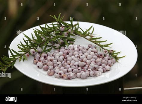 Australian Bush Food Known As Midyim Or Midgen Berries Stock Photo Alamy