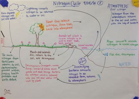 Ecosystems Food Web Biology Glad Anchor Chart Biology