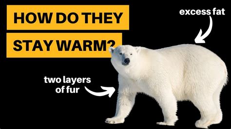 How Do Polar Bears Stay Warm 3 Methods Explained Youtube