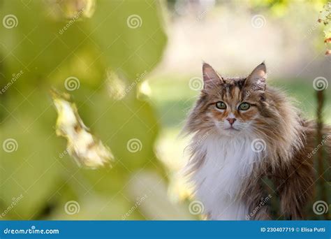 A Beautiful Norwegian Forest Cat Female Outdoors In Autumnal Light
