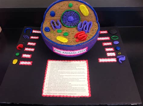 Plant Animal Cell Model Projects 3d Plant And Animal Cell Project