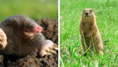 Gopher Vs Mole Whats The Difference 24h Pest Pros