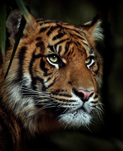 The Tiger Photograph By Animus Photography Fine Art America