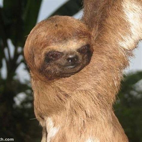 These Photos Of Smiling Sloths Will Make You Fall In Love Fur Sure