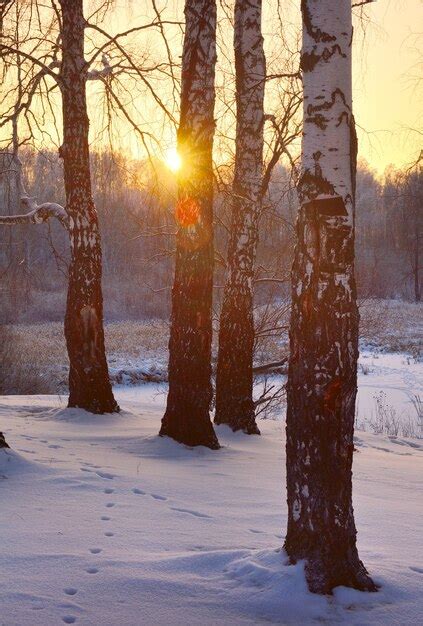 Premium Photo Dawn Among The Birches The Trunks Of The Trees Among