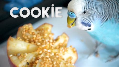 How To Make Simple Budgie Cake Birthday Toy For 7 Year Old Cookie