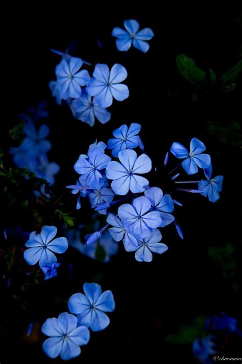 Dark Blue Flower Backgrounds