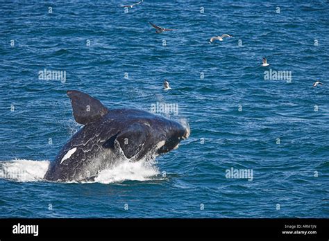 Southern Right Whale Eubalaena Australis Hermanus South Africa Stock