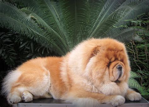 Pin By Kathryn Gravening On Healing Chow Chow Dog Puppy Big Fluffy