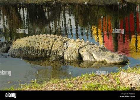 Giant Alligator Resting In A Florida Lake Stock Photo Alamy