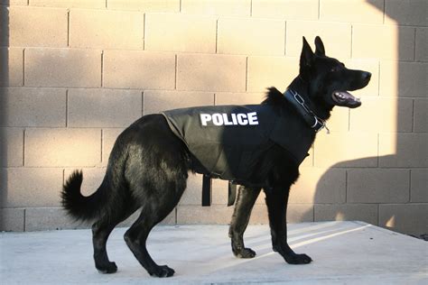 K9 Roco In A Very Important Protective Vest Dog Hero Working Dogs