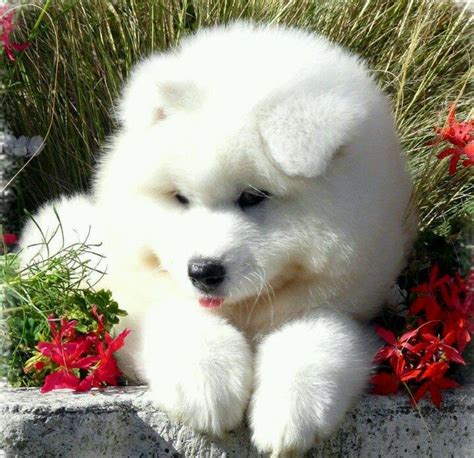 Samoyed Puppy Cute Puppies Samoyed Dogs Cute Dogs