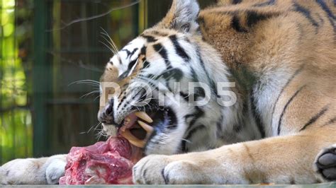 The Siberian Tiger Eats Raw Meat Wild Animals In Captivity 3 Stock