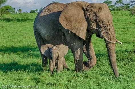 Tanzania Baby Elephant With Mom Baby Elephant Elephant Elephants