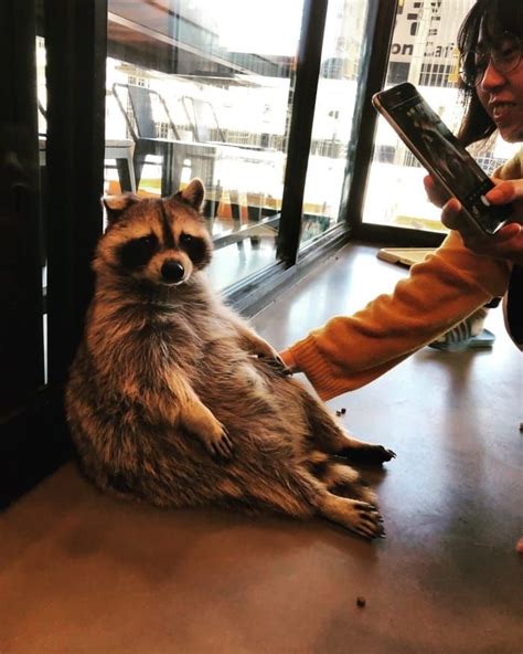 Theres Literally A Raccoon Cafe In Seoul Korea And It Will Change