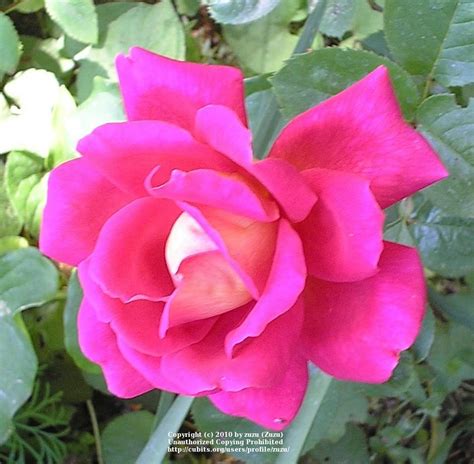 Rose Rosa Coronado In The Roses Database