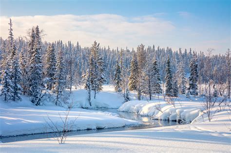Beautiful Winter Forest Landscape Trees Covered Snow And