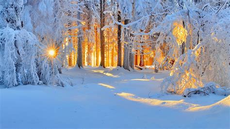 Winter Forest Sunset Hd Wallpaper Hintergrund 1920x1080 Id702734