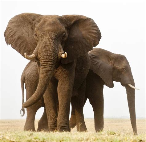 Studie Wilderei Bedroht Die Afrikanischen Elefanten Massiv Welt
