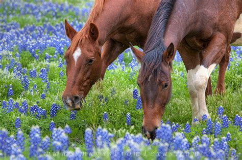 Bluebonnets Two Horses Enjoy Morning Texas Hill