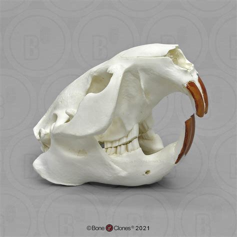 Common American Beaver Skull Bone Clones Inc Osteological