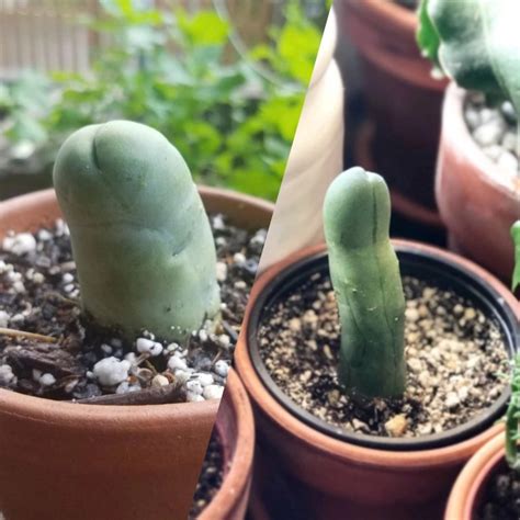 2023s Tips To Care For Penis Cactus Echinopsis Lageniformis In Garden
