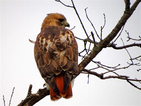 Red Tail Hawk In Winter Photograph By Dianne Cowen Photography