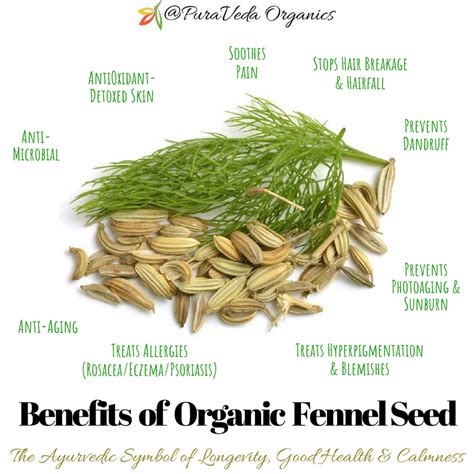 8 Organic Skin And Hair Benefits Of Fennel Seed Puraveda Organics Blog