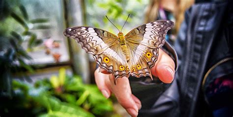 Dubai Butterfly Garden Entry Ticket For Aed 55 Only Cobone Offers