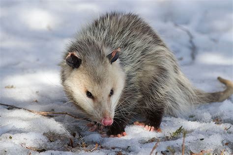 Ann Brokelman Photography Opossum Back In The Land Of The Cold