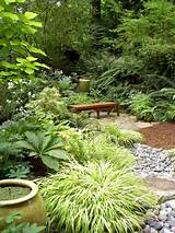 Photos of Landscape Plants Shaded Areas