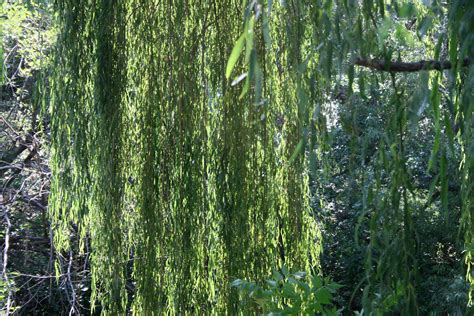 Hanging Willow Boughs Free Stock Photo Public Domain Pictures