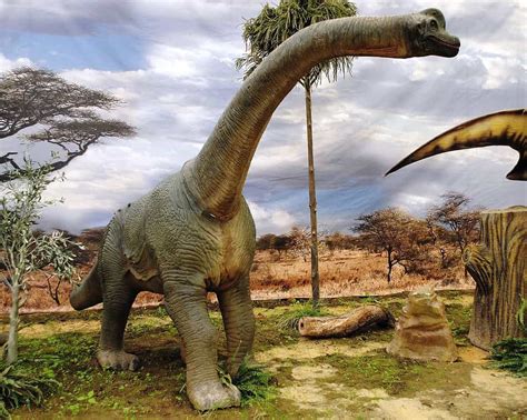 Sauropods Meet The Long Necked Dinosaurs That Once Ruled The Earth