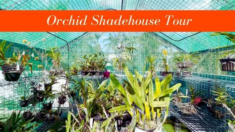 Queensland Orchid Shadehouse Tour Finally Youtube