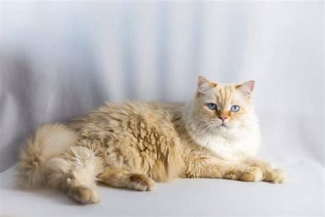 Are Ragdoll Cats Hypoallergenic The Science Behind Cat Allergies