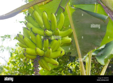 Fruta Mais Consumida No Mundo