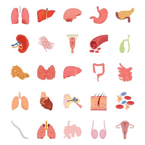 Premium Vector Internal Human Organs Flat Icons