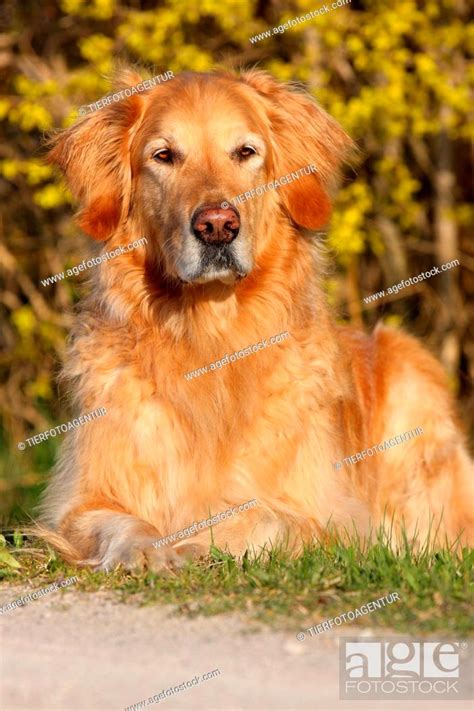 Male Golden Retriever Stock Photo Picture And Rights Managed Image