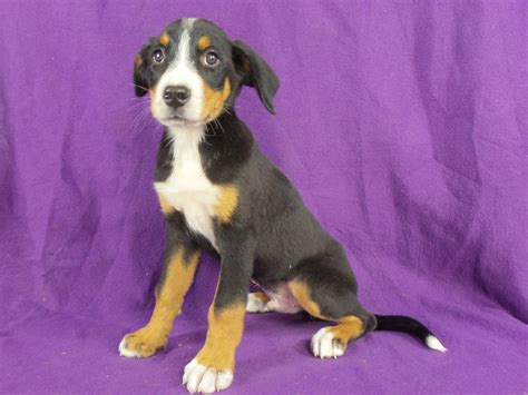 A good breeder will match you with the right the cost of a greater swiss mountain dog puppy varies depending on the breeder's locale, whether the pup is male or female, what titles. Greater Swiss Mountain Dog Puppies For Sale | Iowa 22, IA ...
