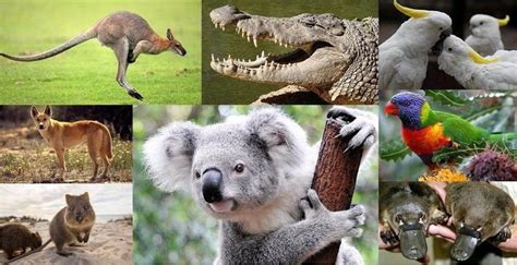 Животные Австралии Фото С Названиями Telegraph