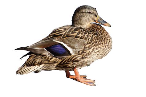 Duck Png Images Hd Ducks Are Not High Maintenance Pets And You Can