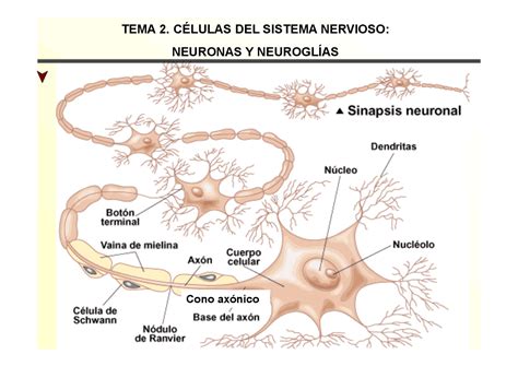 Esquema De La Neurona Fotos Gu A