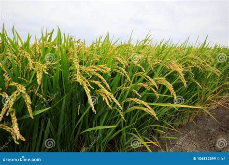 Rice Grain Plants In Growth Stock Image Image Of Landscape Chinese