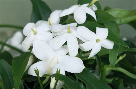 Scented Jasmine By Plants4 Presents