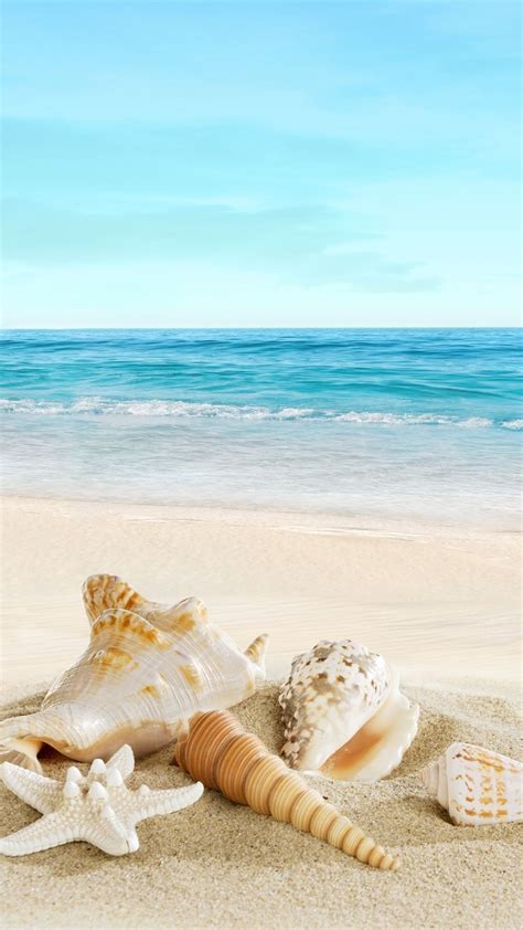 Nature Sunny Sea Shell Beach Iphone 8 Wallpapers Image